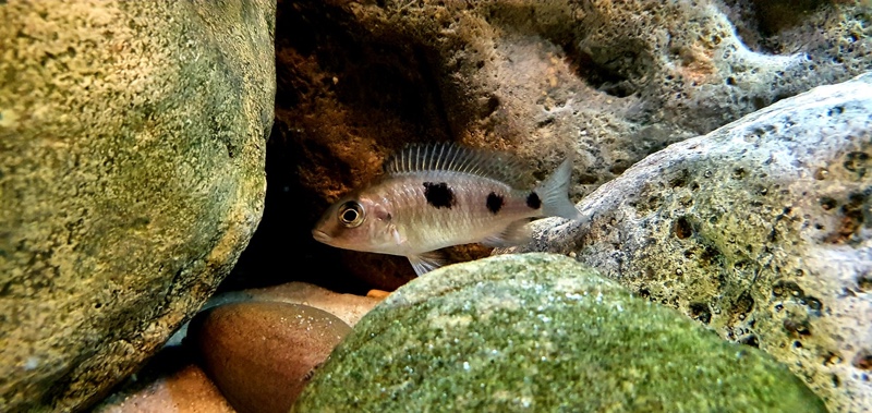 Otopharynx sp. 'auromarginatus goldhead' Nkolongwe